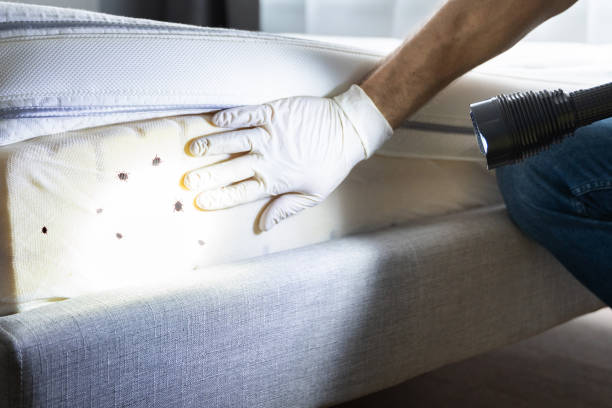 Best Wasp Removal Services  in Tonganoxie, KS
