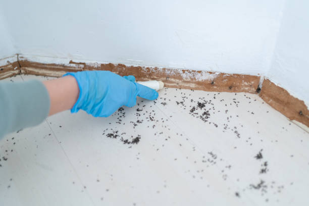Best Flea Control Services  in Tonganoxie, KS